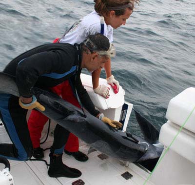 Tagging a blue shark with a PSAT PTT-100