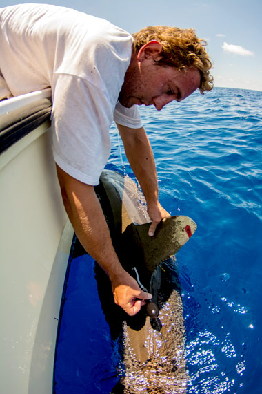 Tagging an oceanic whitetip shark with X-Tag